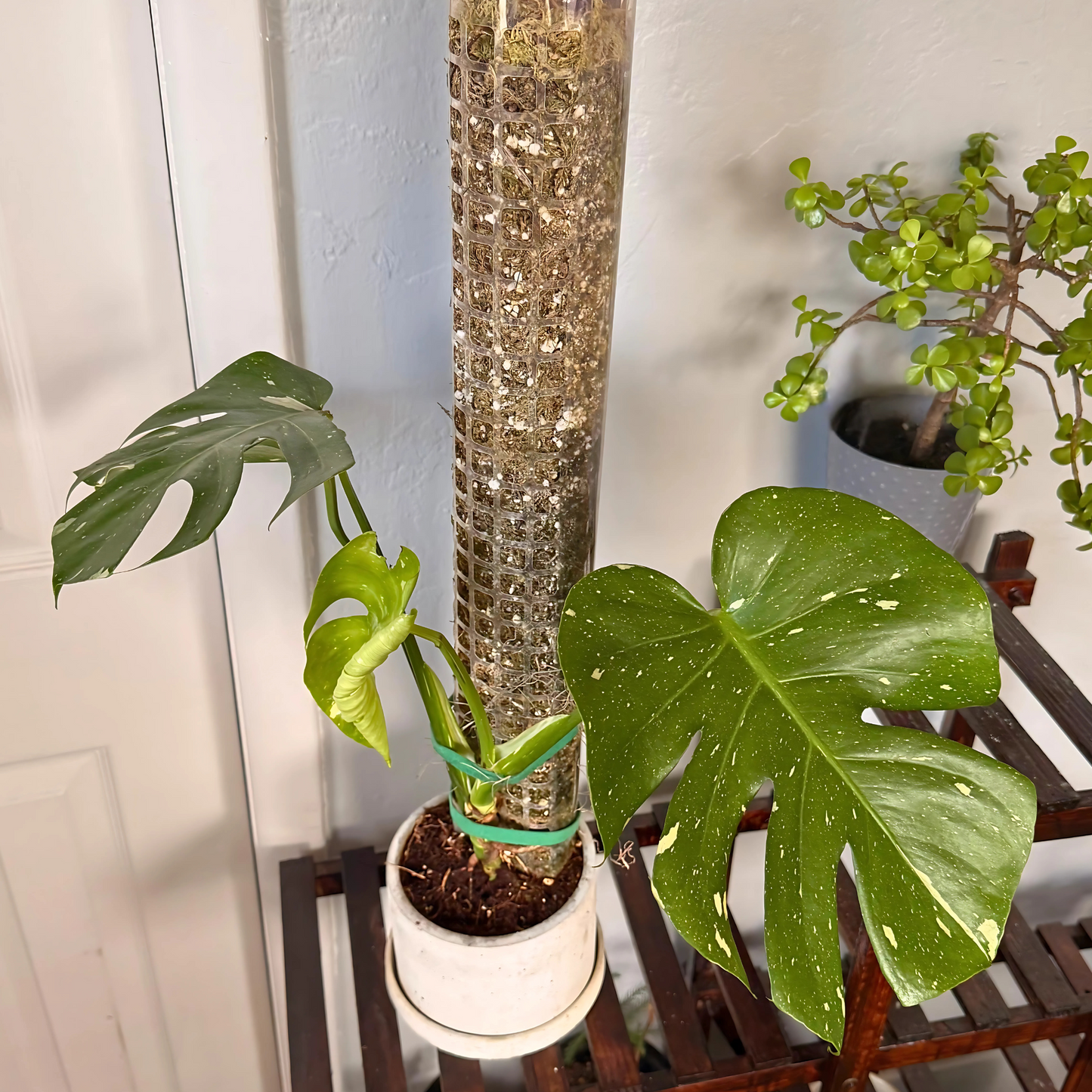 Monstera Thai Constellation – Rare Variegated Statement Plant in Charlie Pot with Grow Pole