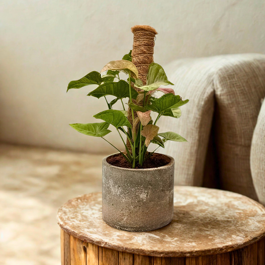 Syngonium Strawberry Cream – Elegant Climbing Aroid in Charlie Pot Original 6” Slate Gray