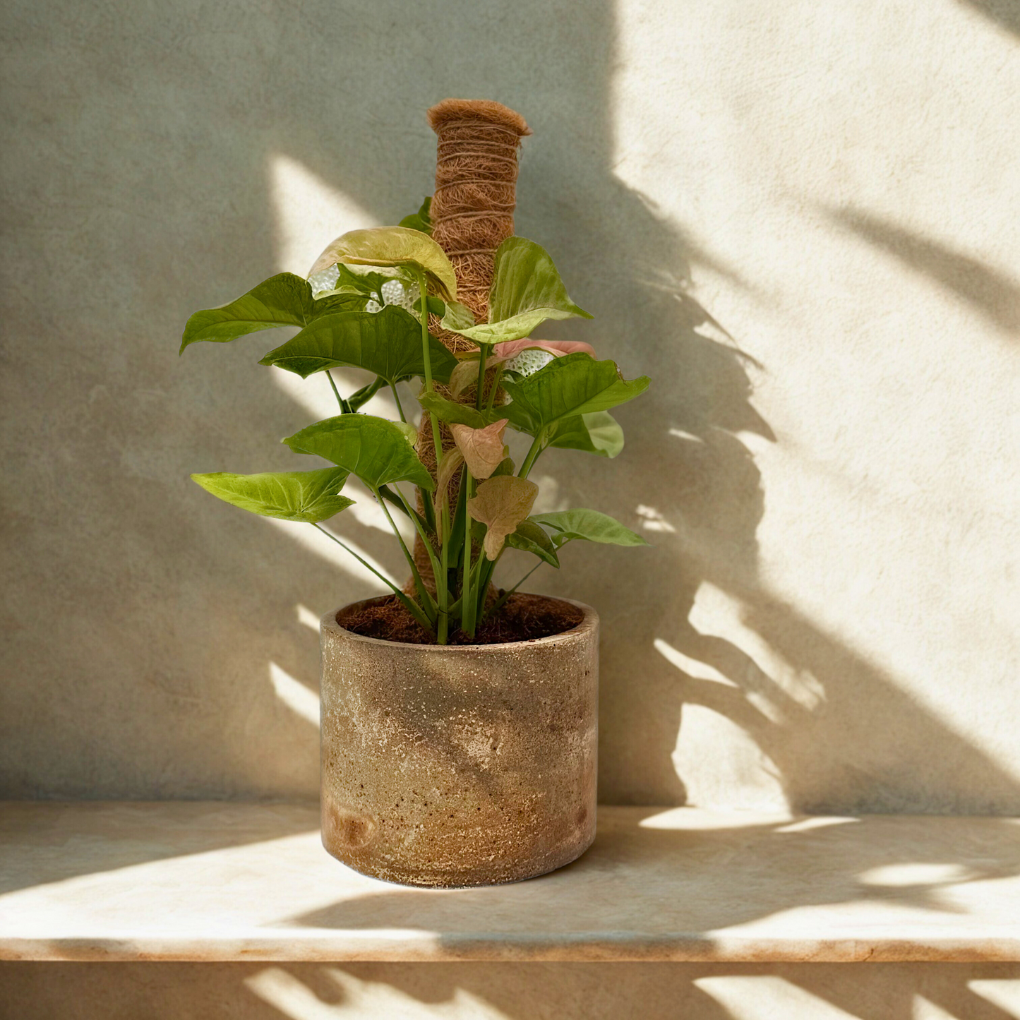 Syngonium Strawberry Cream – Elegant Climbing Aroid in Charlie Pot Original 6” Slate Gray