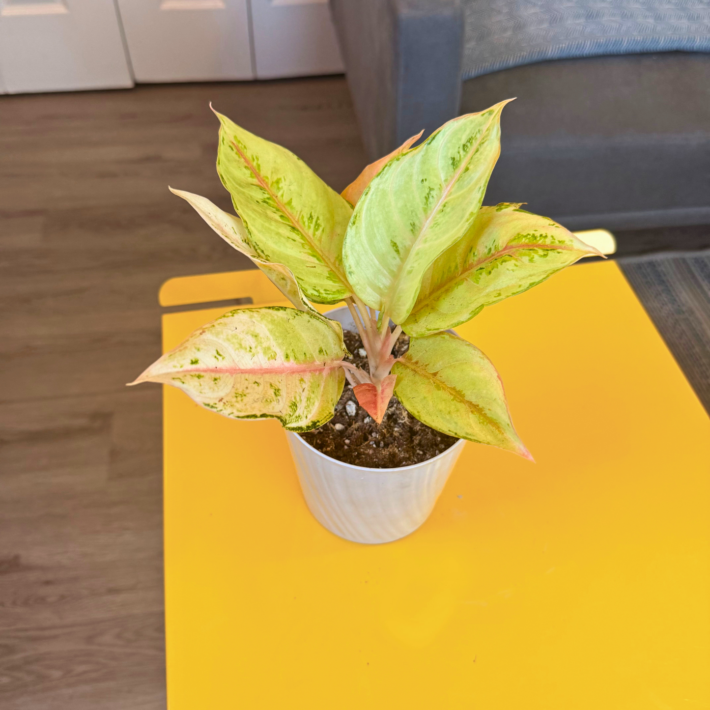 Aglaonema ‘Frozen’ – Easy-Care Tropical in Premium Pot Options
