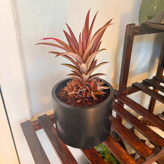 Cryptanthus Earth Star – Bronze-Red Foliage in Charlie Pot Original 6" Black