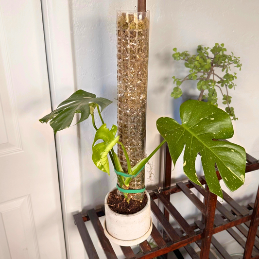 Monstera Thai Constellation – Rare Variegated Statement Plant in Charlie Pot with Grow Pole