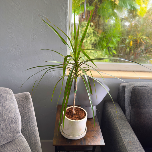 Dragon Tree ‘Magenta’ – Easy-Care Indoor Plant with Rose-Gold Foliage in 6” Charlie Pot Original, Soft Gray