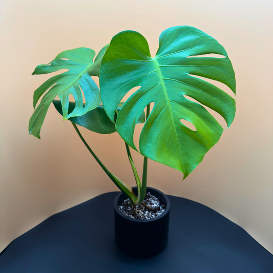 Monstera Deliciosa in 6” Charlie Pot (Midnight Black) – Iconic Indoor Plant