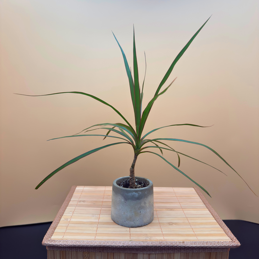 Dragon Tree Magenta – Compact Easy-Care Plant in Charlie Pot Mini 3"