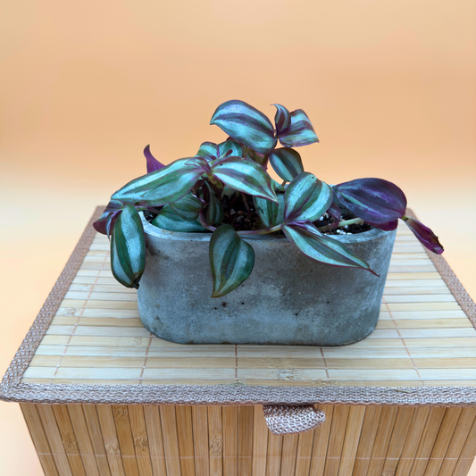 Silver Inch Plant – Trailing Indoor Tradescantia in 4.5” Charlie Pot