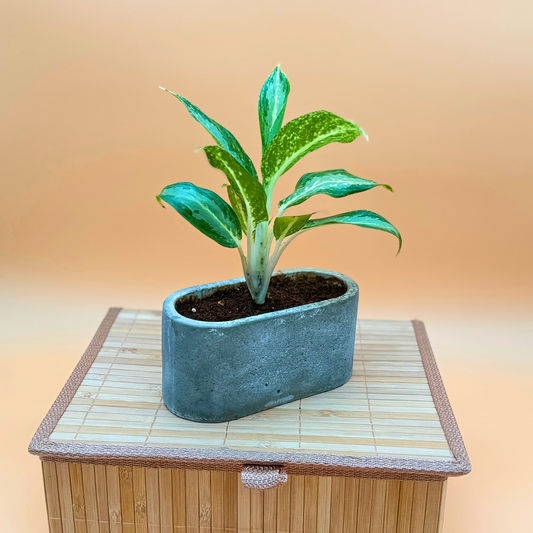 Dieffenbachia ‘Compacta’ – Easy-Care Indoor Plant in 4.5” Charlie Pot