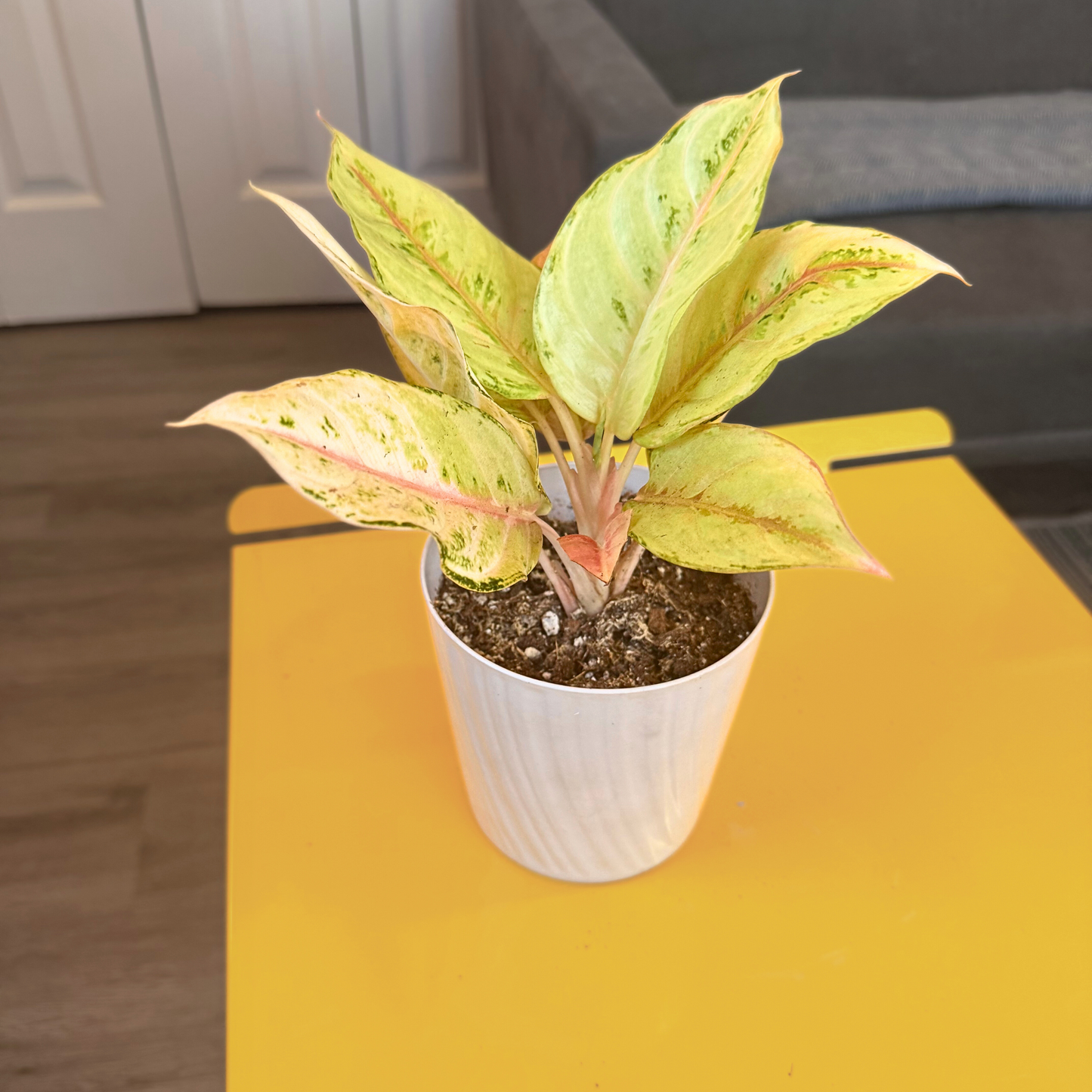 Aglaonema ‘Frozen’ – Easy-Care Tropical in Premium Pot Options