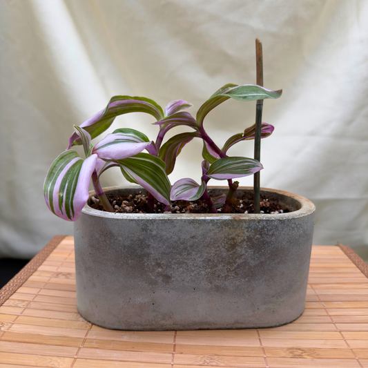 Tradescantia ‘Lavender’ – Fast-Growing, Trailing Indoor Plant with Silver and Green Variegation in 4.5” Charlie Pot Signature, Slate Gray