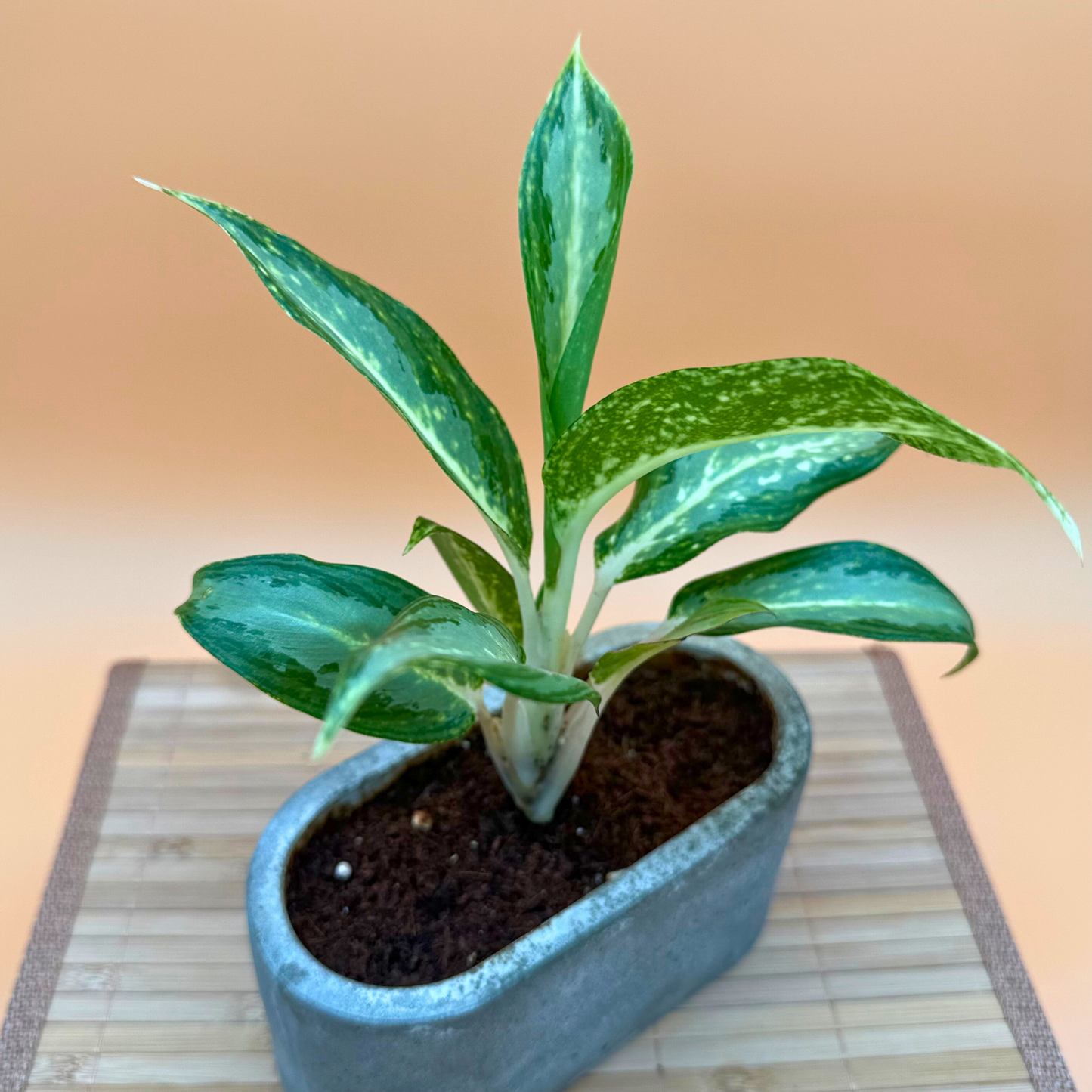 Dieffenbachia ‘Compacta’ – Easy-Care Indoor Plant in 4.5” Charlie Pot