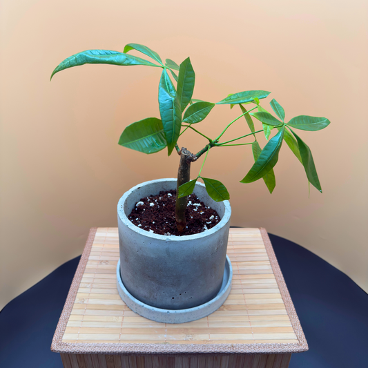 Money Tree (Pachira aquatica) – Easy-Care in 6” Charlie Pot Original
