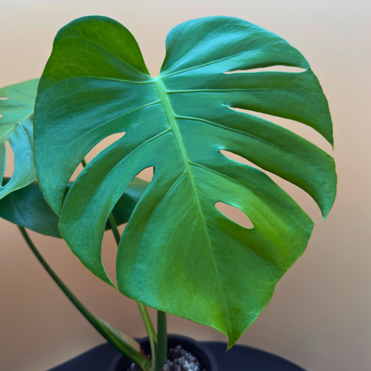 Monstera Deliciosa in 6” Charlie Pot (Midnight Black) – Iconic Indoor Plant