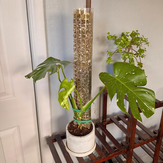 Monstera Thai Constellation – Rare Variegated Statement Plant in Charlie Pot with Grow Pole