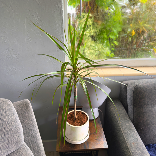 Dragon Tree ‘Magenta’ – Easy-Care Indoor Plant with Rose-Gold Foliage in 6” Charlie Pot Original, Soft Gray