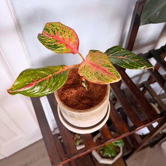 Aglaonema Sparkling Sarah – Colorful Speckled Pink & Green Plant in Charlie Pot Original 6" Soft Gray