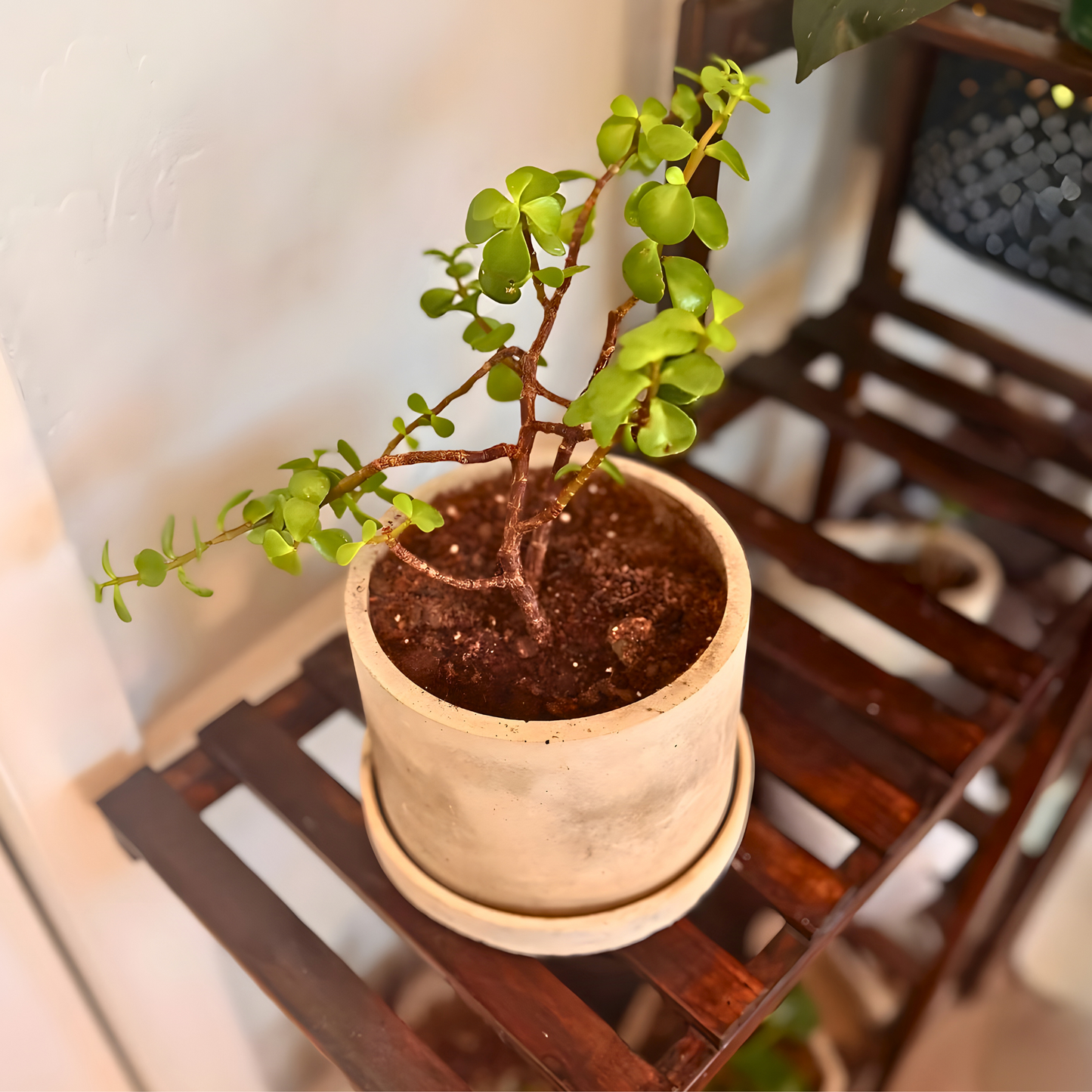 Elephant Bush – Low-Maintenance Succulent in Charlie Pot Original Soft Gray