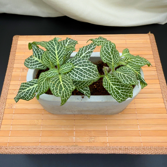 Silver Nerve Plant – Easy-Care Fittonia with Bold Foliage in Charlie Pot