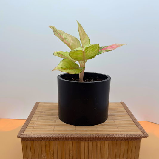 Aglaonema ‘Frozen’ – 6″ Charlie Pot | Variegated Plant