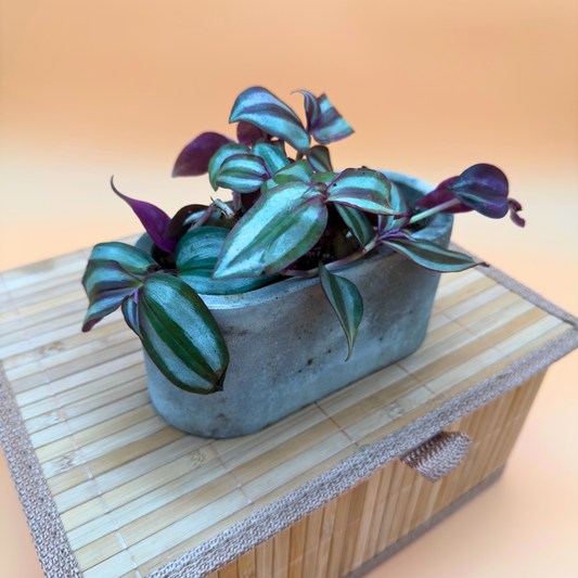 Silver Inch Plant – Trailing Indoor Tradescantia in 4.5” Charlie Pot