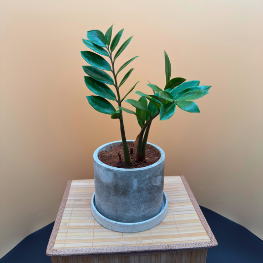 ZZ Plant in 6” Charlie Pot (Slate Gray) – Easy-Care Indoor Plant