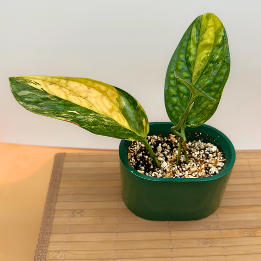 Variegated Monstera Peru – Rare Collector Aroid in 3” Nursery Pot