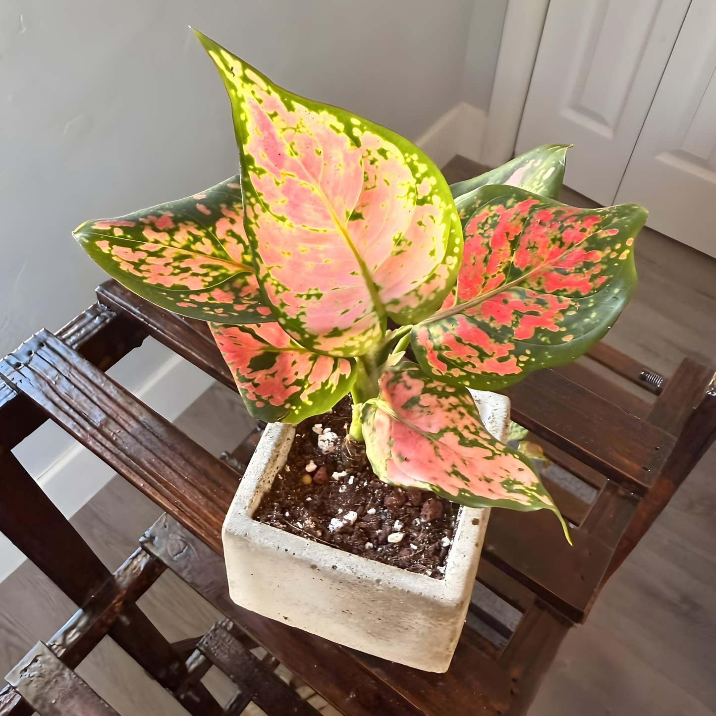 Aglaonema ‘Pink Dalmatian’ – Easy-Care Color in Your Choice of Pot