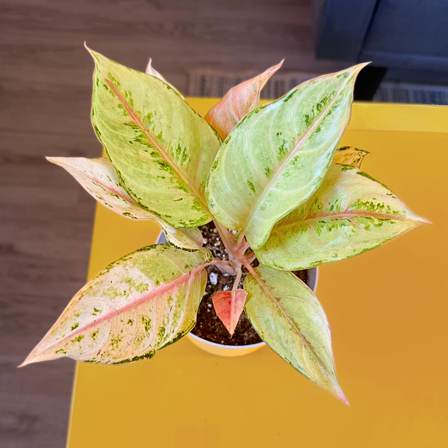 Aglaonema ‘Frozen’ – Easy-Care Tropical in Premium Pot Options