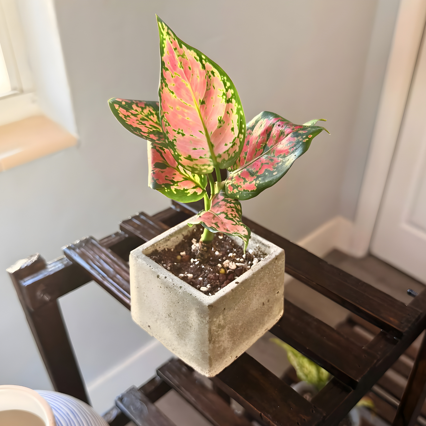 Aglaonema ‘Pink Dalmatian’ – Easy-Care Color in Your Choice of Pot