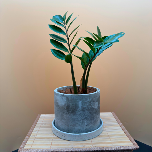 ZZ Plant in 6” Charlie Pot (Slate Gray) – Easy-Care Indoor Plant