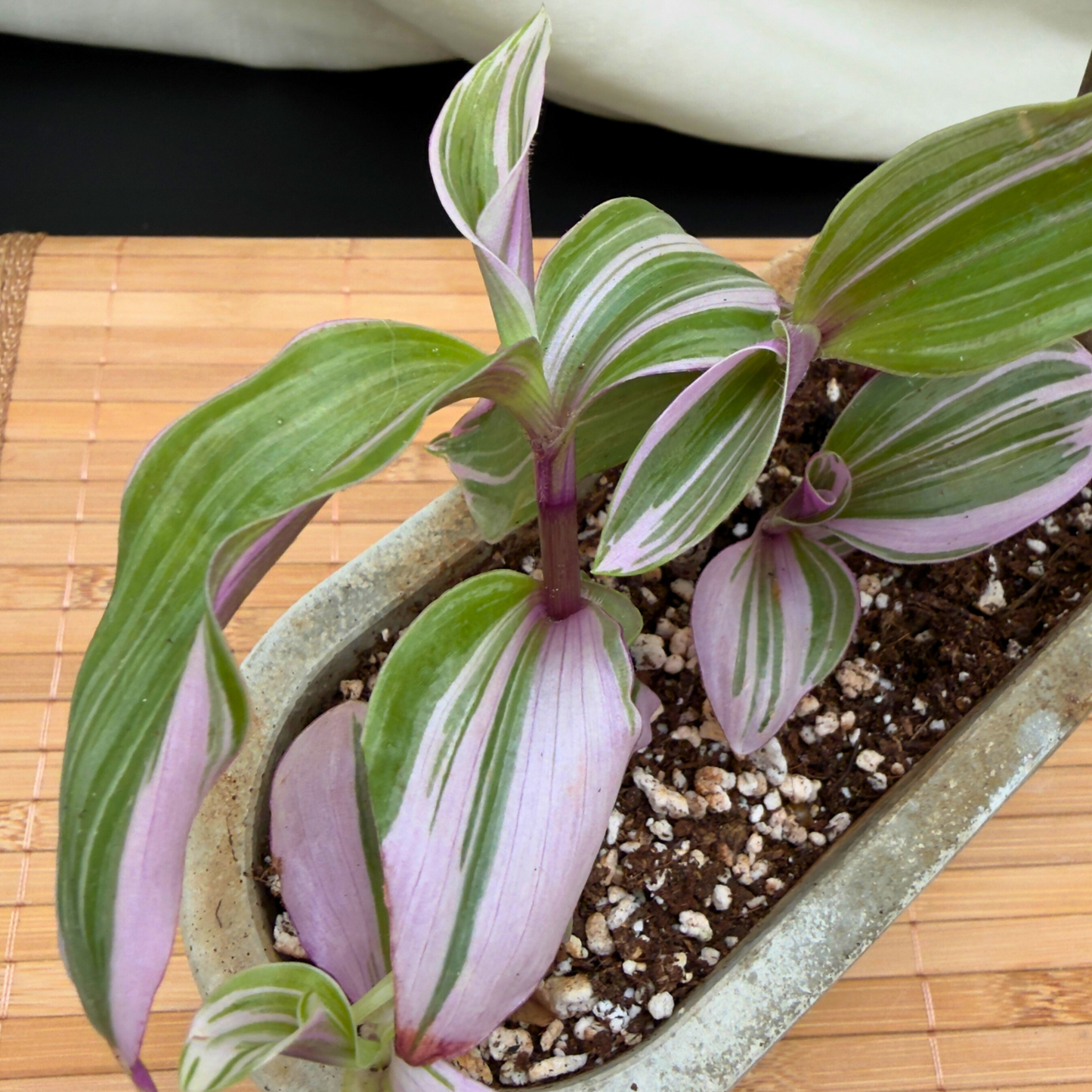 Tradescantia ‘Lavender’ – Fast-Growing, Trailing Indoor Plant with Silver and Green Variegation in 4.5” Charlie Pot Signature, Slate Gray