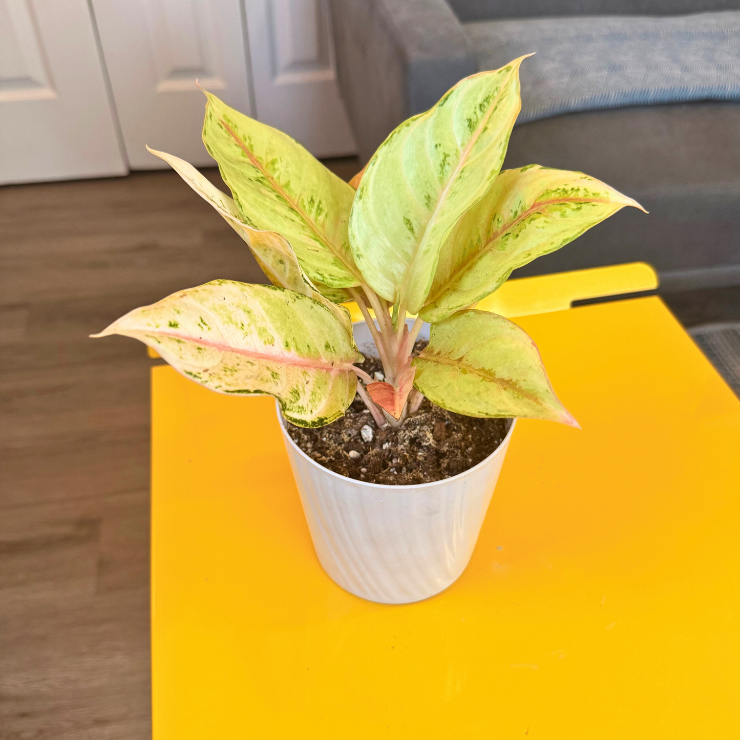 Aglaonema ‘Frozen’ – Easy-Care Tropical in Premium Pot Options