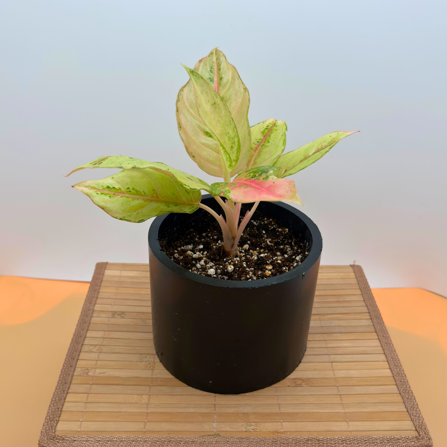 Aglaonema ‘Frozen’ – 6″ Charlie Pot | Variegated Plant