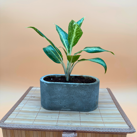 Dieffenbachia ‘Compacta’ – Easy-Care Indoor Plant in 4.5” Charlie Pot