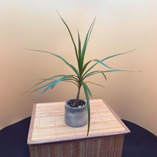 Dragon Tree Magenta – Compact Easy-Care Plant in Charlie Pot Mini 3"