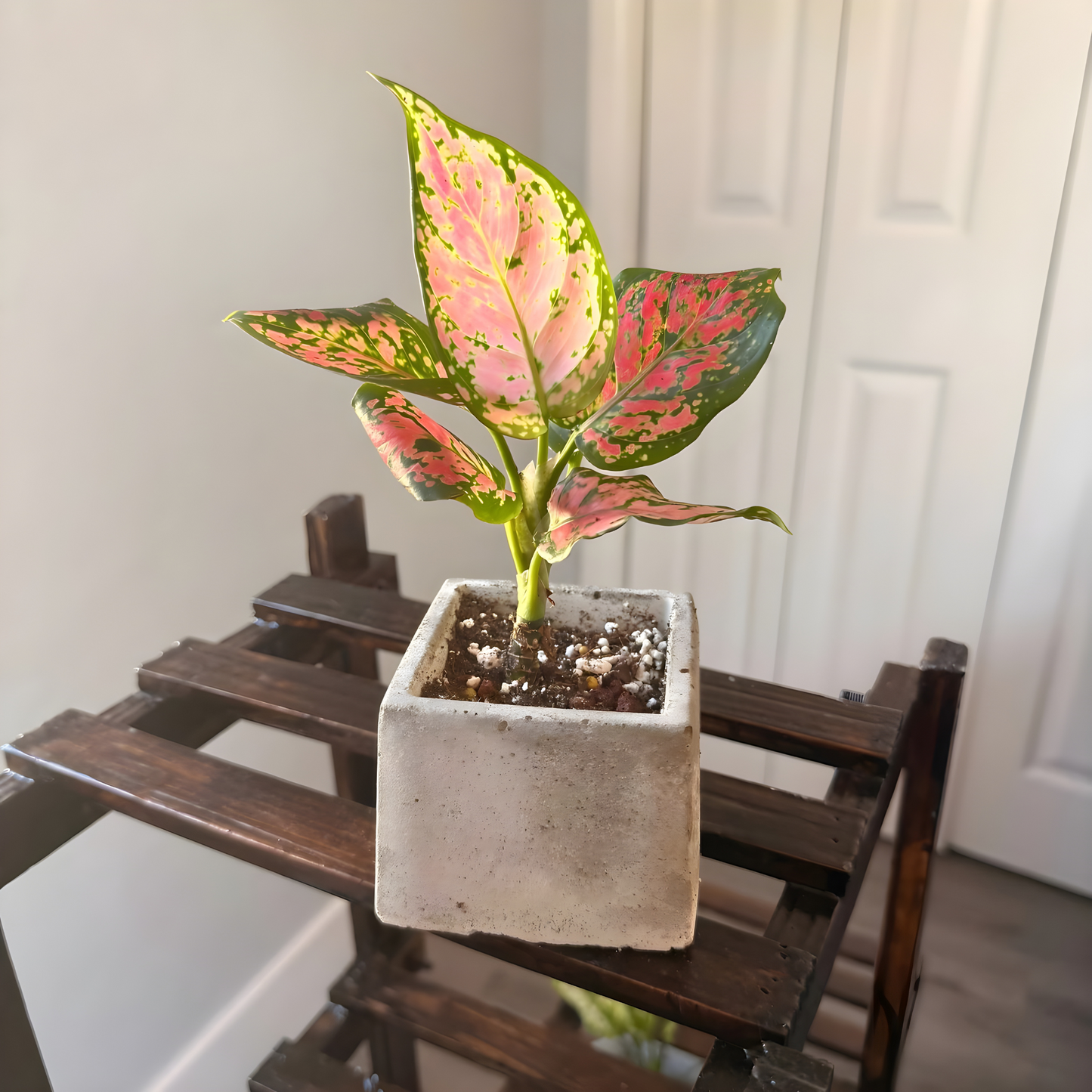 Aglaonema ‘Pink Dalmatian’ – Easy-Care Color in Your Choice of Pot
