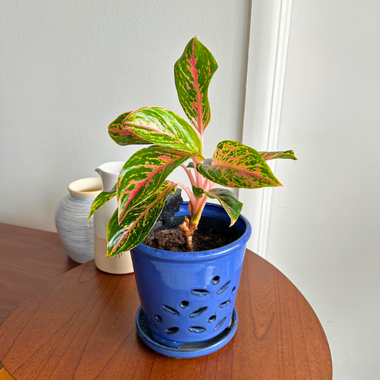 Aglaonema ‘Harlequin’ (Chinese Evergreen)