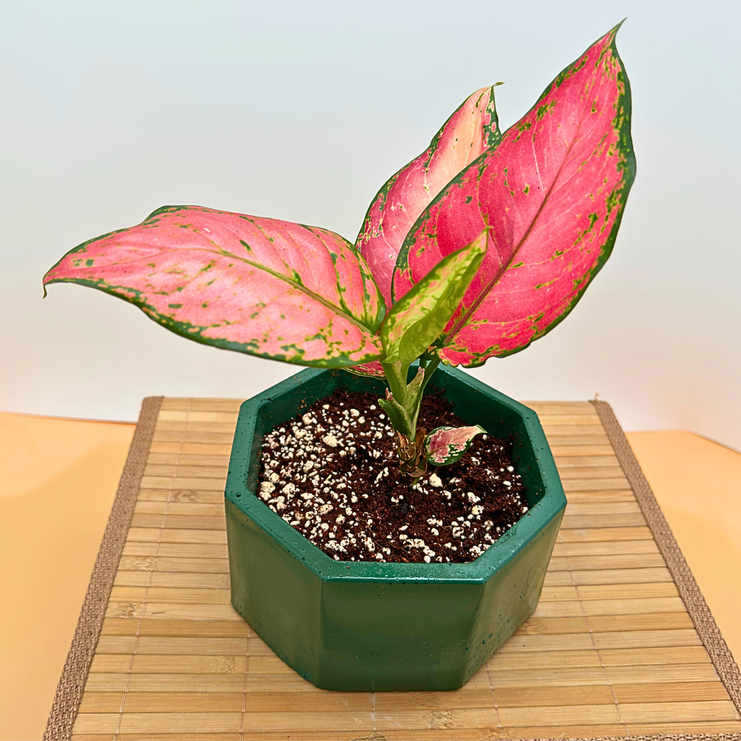 Aglaonema 'Pink Dalmatian' Variegated Houseplant