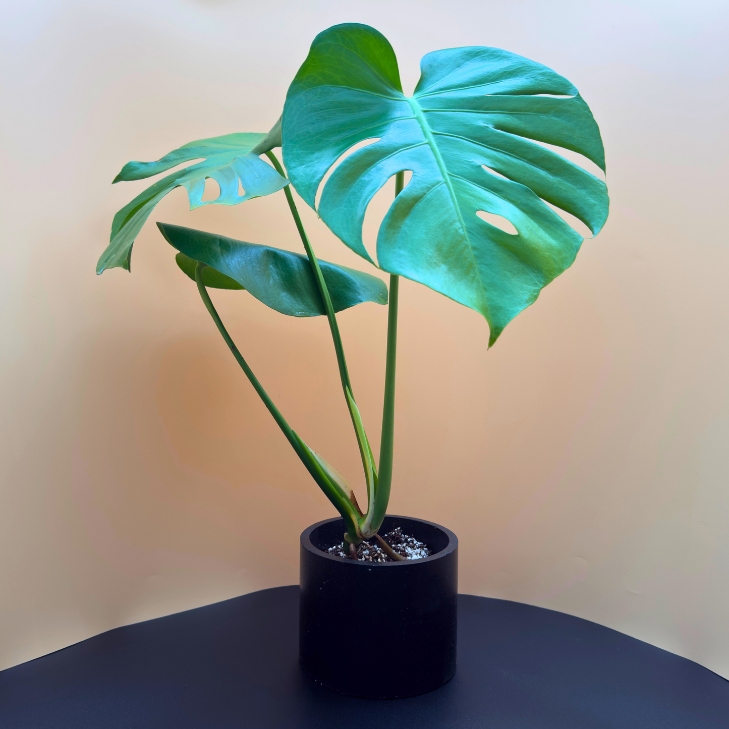 Monstera Deliciosa in 6” Charlie Pot (Midnight Black) – Iconic Indoor Plant