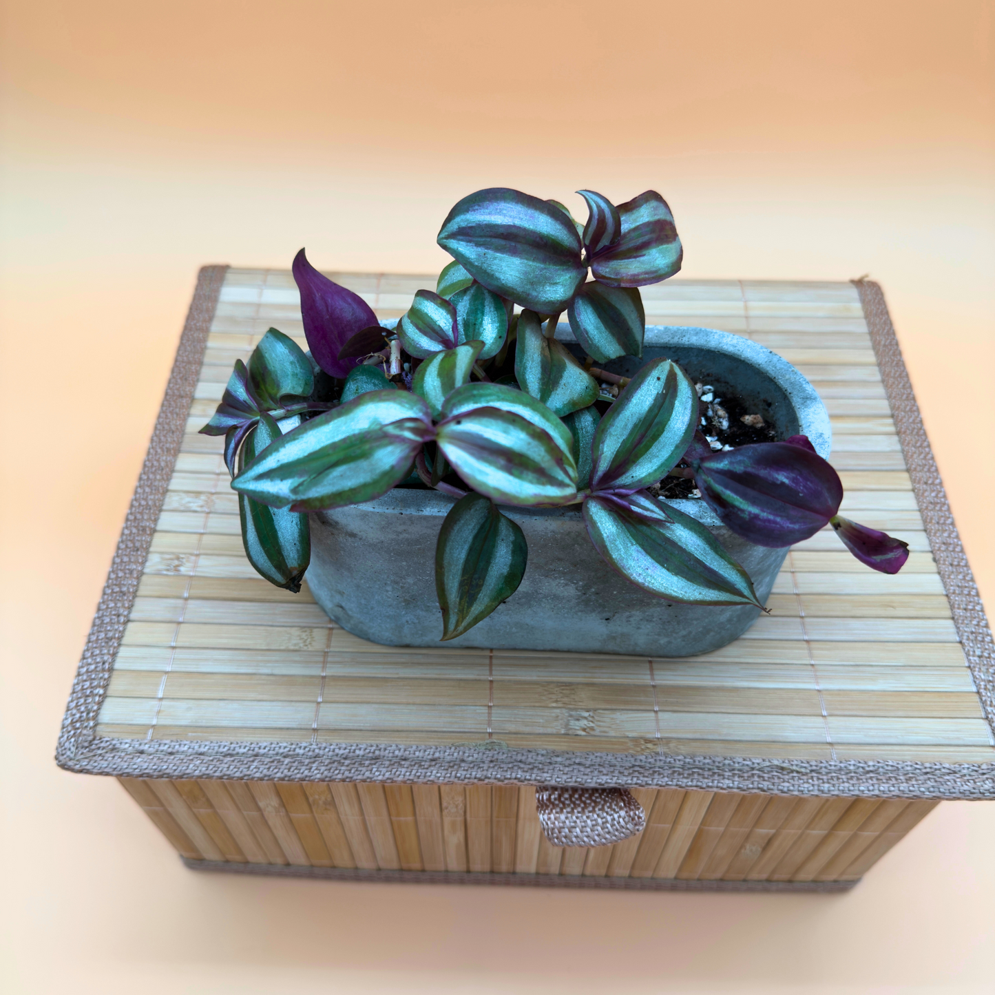 Silver Inch Plant – Trailing Indoor Tradescantia in 4.5” Charlie Pot