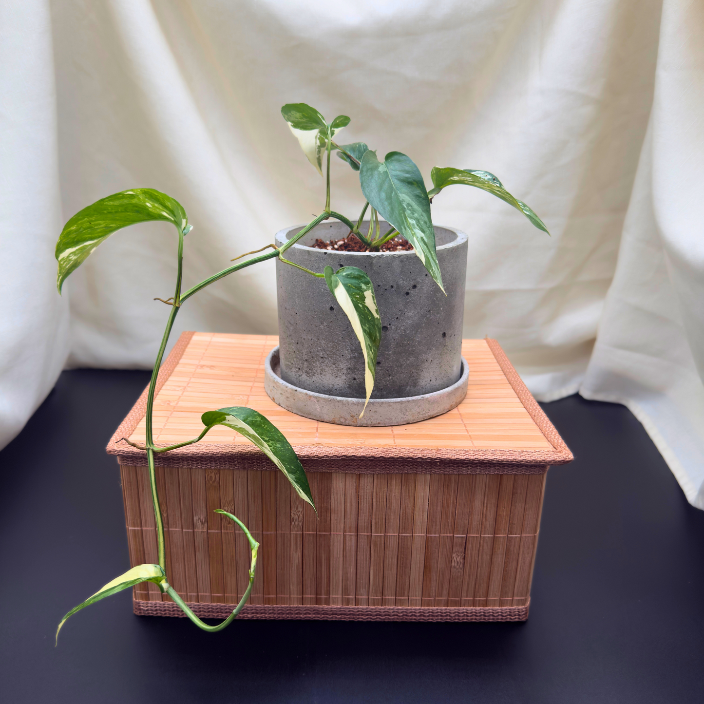 Epipremnum pinnatum albo-variegata – 6″ Charlie Pot | Variegated Vine