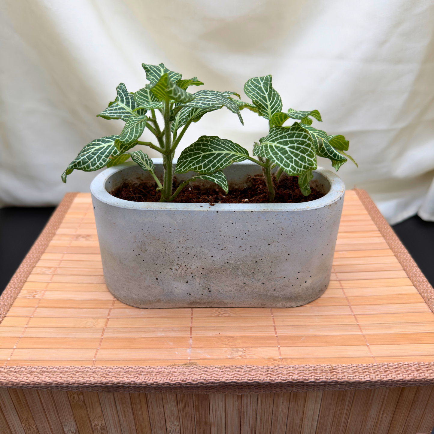 Silver Nerve Plant – Easy-Care Fittonia with Bold Foliage in Charlie Pot