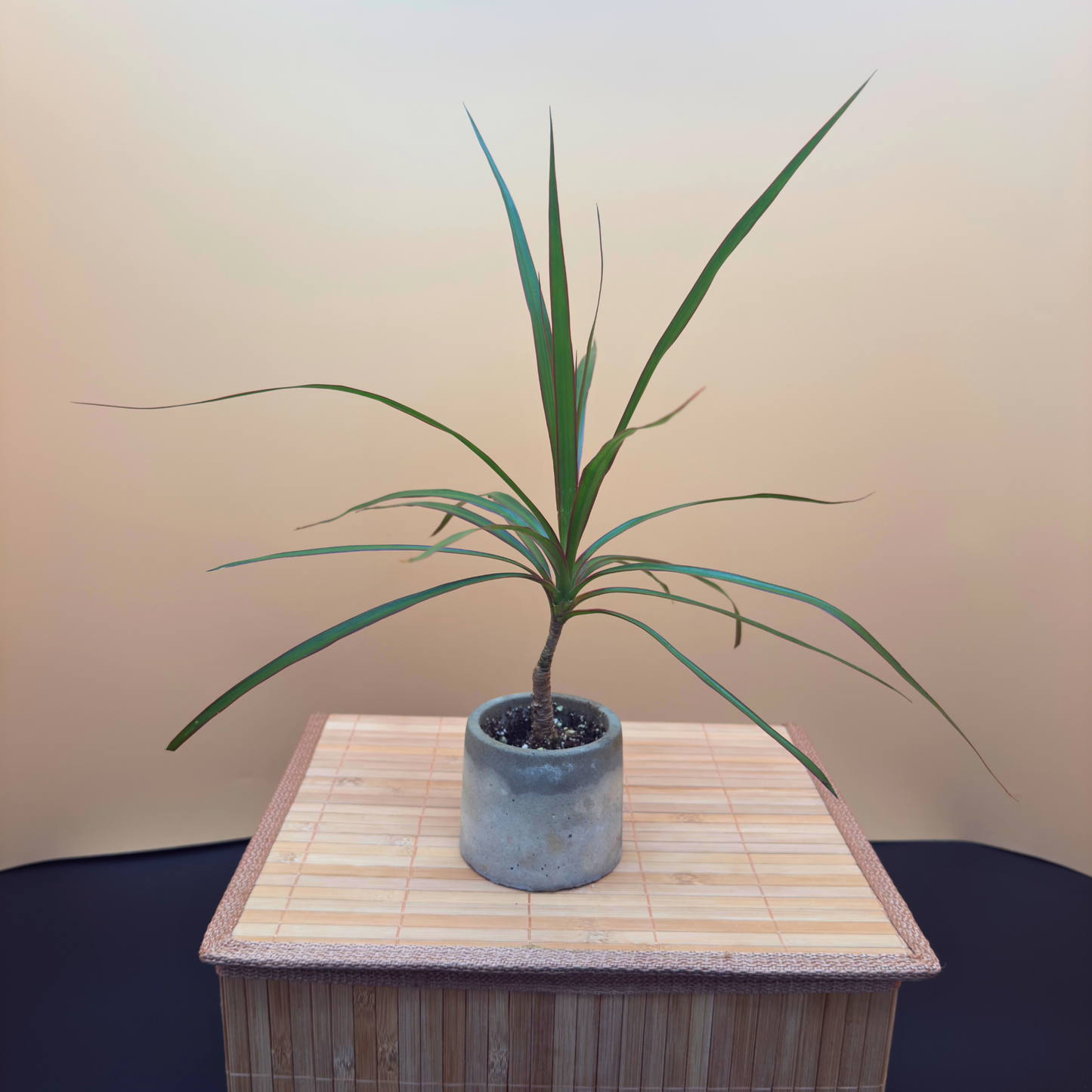 Dragon Tree Magenta – Compact Easy-Care Plant in Charlie Pot Mini 3"