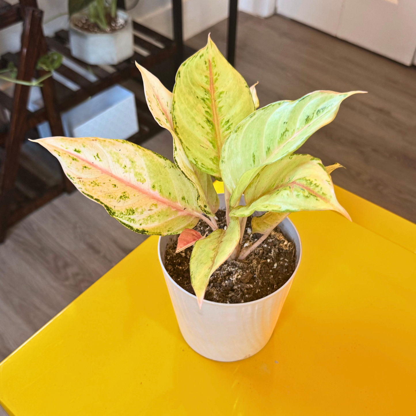 Aglaonema ‘Frozen’ – Easy-Care Tropical in Premium Pot Options