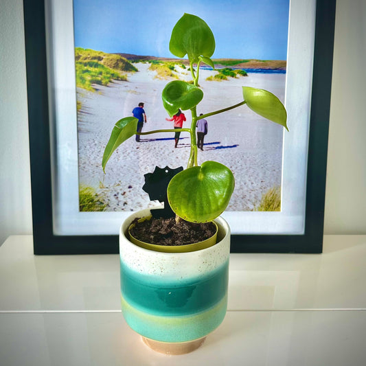 Raindrop Peperomia (Peperomia polybotrya)