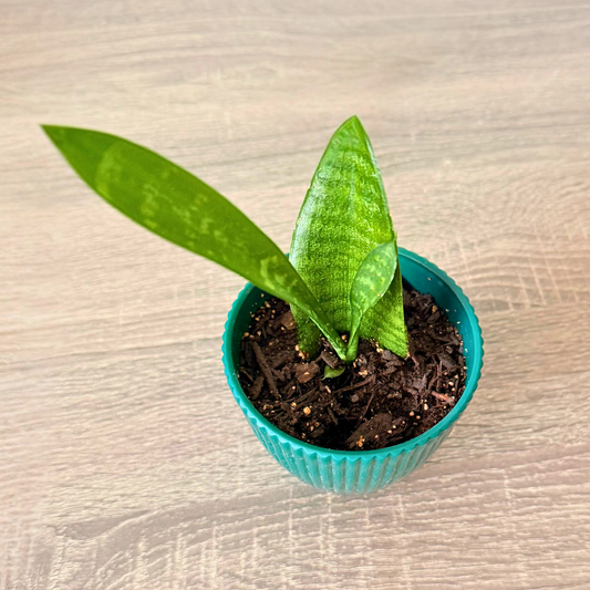 Snake Plant 'Mother in Law's Tongue' (Dracaena trifasciata)