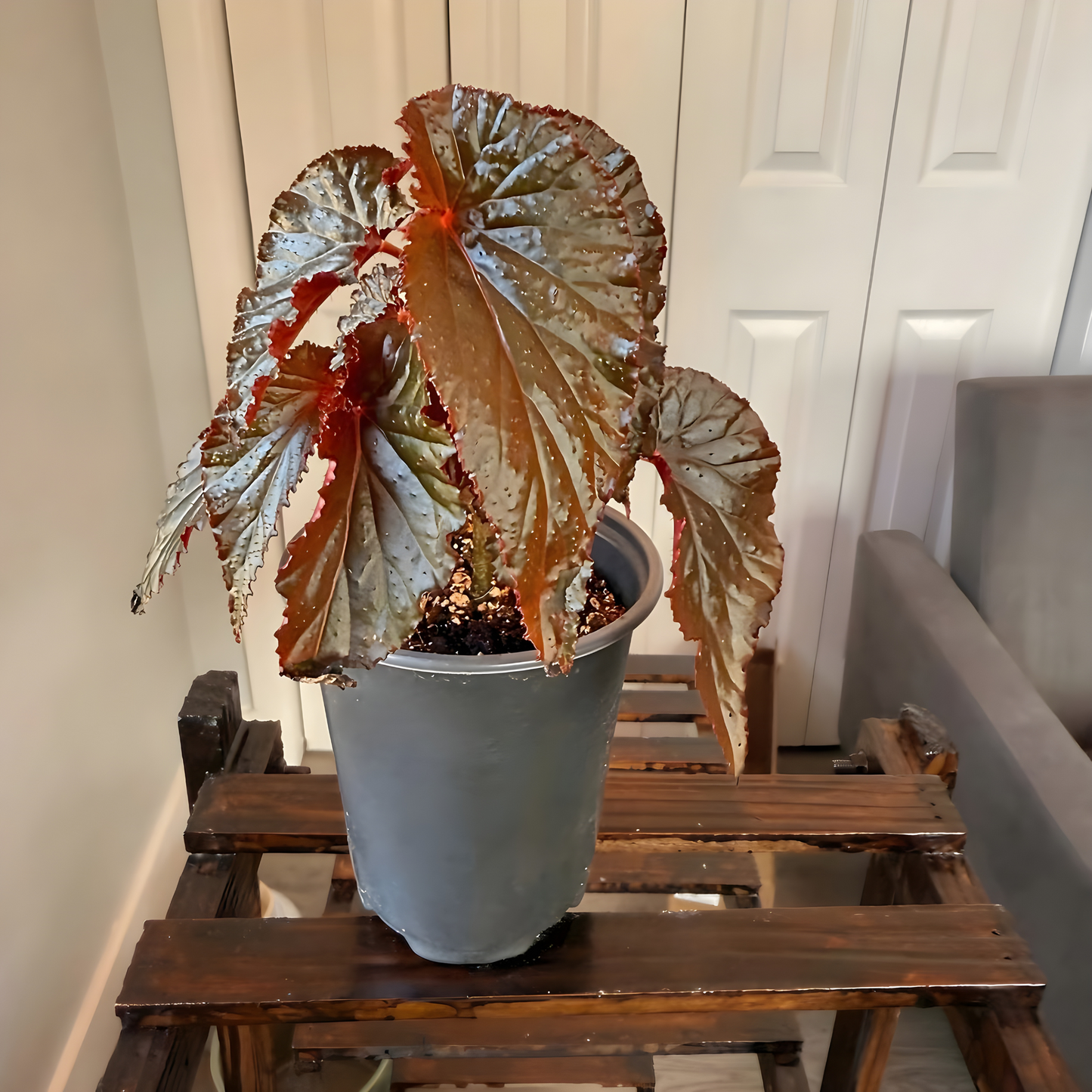 Red Angel Wing Begonia – Bold Foliage Begonia in Premium Pot Options