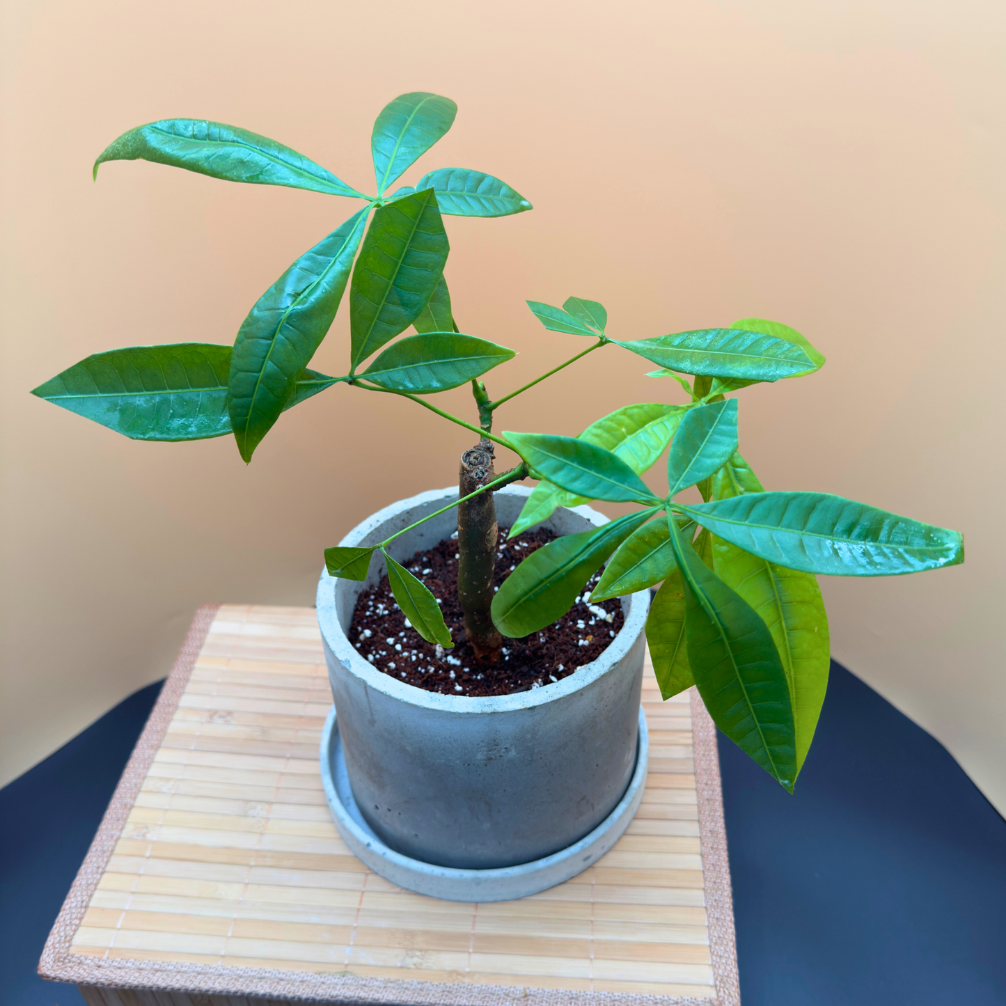Money Tree (Pachira aquatica) – Easy-Care in 6” Charlie Pot Original