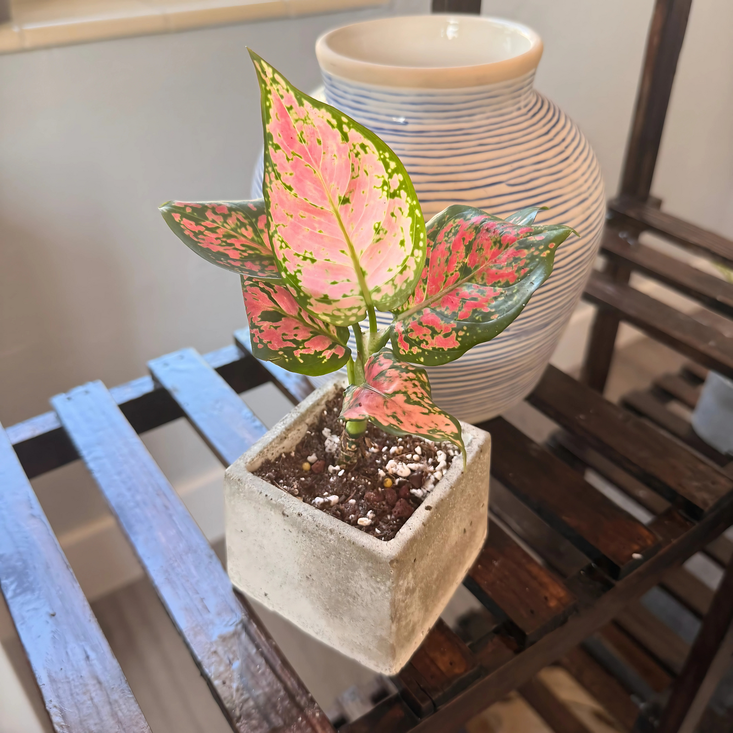 Aglaonema ‘Pink Dalmatian’ – Easy-Care Color in Your Choice of Pot