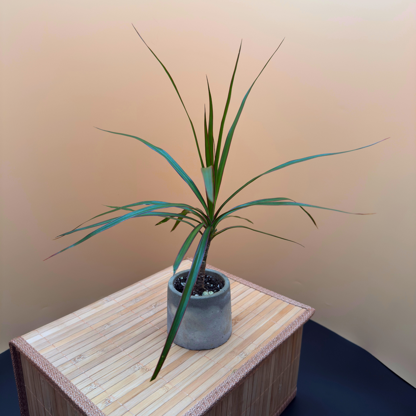 Dragon Tree Magenta – Compact Easy-Care Plant in Charlie Pot Mini 3"