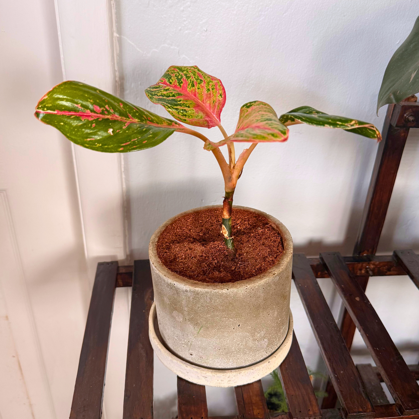 Aglaonema Sparkling Sarah – Colorful Speckled Pink & Green Plant in Charlie Pot Original 6" Soft Gray